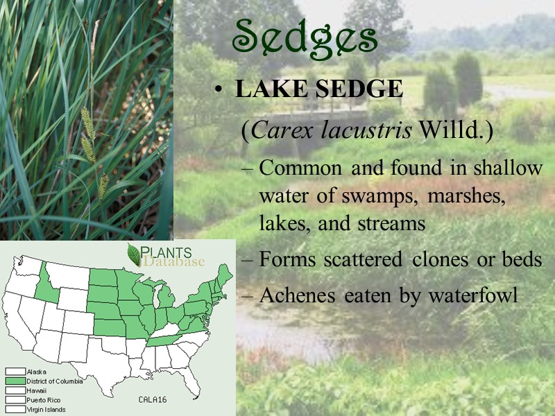 Sedges LAKE SEDGE   (Carex lacustris Willd.) Common and found in shallow water